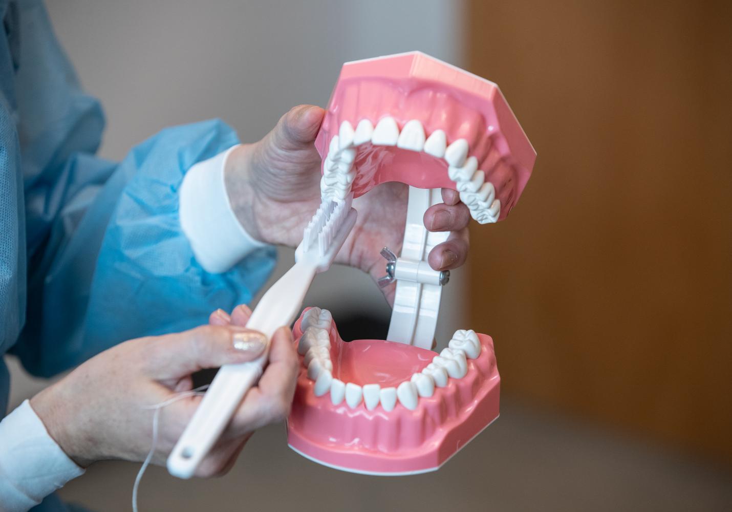 A dental care team member shows how to brush teeth using a model of the human mouth.